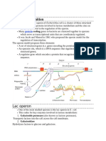 Lac Operon