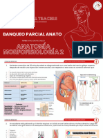 Banqueo Parcial Anato Alumnos