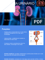Sistema Urinário
