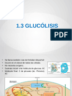 1.3 Glucolisis