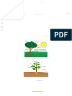 Reino Plantae - 7º Ano