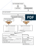 Funciones Vitales de Los Seres Vivos: Reproducción