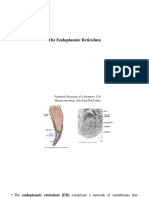 The Endoplasmic Reticulum FOR BS5th