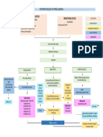 Pathophysiology of Preeclampsia