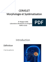 Cervelet Morphologie Et Systematisation