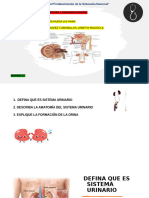 Semana 13 Anatomia