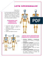 Esquelo Pendicular