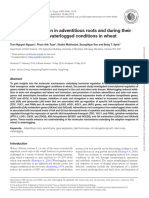 Hormonal Regulation in Adventitious Roots and During Their Emergence Under Waterlogged Conditions in Wheat 1