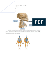 Resumen de Anatomia - Esqueleto Del Cuello