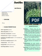 Capim Colinião - Panicum Maximum