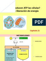 O Producen ATP Las Células