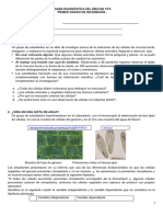 1º Prueba Diagnostica Cyt