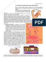 Clase 19-Fisiología Del Sistema Muscular Del Cuerpo Humano