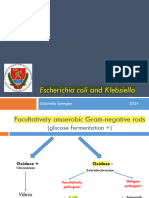 E. Coli Klebsiella en 2024