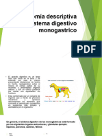 Anatomía Del Sistema Digestivo Monogastricos