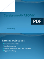 Cerebrum Anatomy