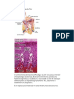 Anatomia e Fisiologia Da Pele