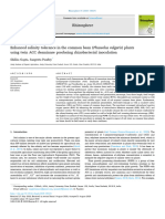 Rhizosphere: Phaseolus Vulgaris