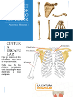 Esqueleto de Miembro Superior