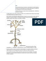 Histologia Do Sistema Nervoso