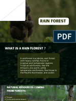 Rain Florest