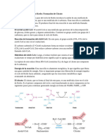 Pasos Ciclo de Krebs