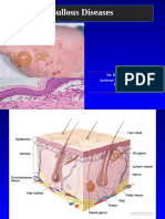 Bullous Diseases 2024