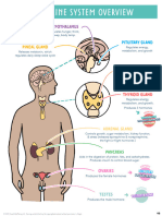 Med Surg of The Endocrine System