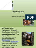 Tree Kangaroo