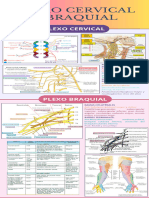 Plexo Cervical y Braquial