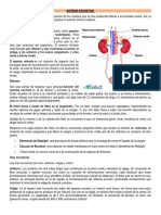 Sistema Excretor