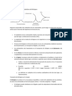 Descripción General Del Metabolismo Del Nitrógeno