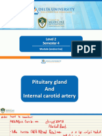 W1 L1 Pituitary Gland ICA