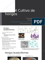 Tema 4 Estudio y Cultivo de Hongos