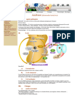 Amibiase (Entamoeba Histolytica) - Fiche