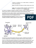 APUNTES Sistema Nervioso