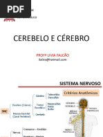 Cerebelo_e_cérebro_ed_fisica