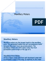 Maxillary Molars