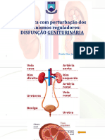 DISFUNÇÕES GENITURINARIAS 2024.1