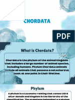 Report about Chordata_by A.F.A