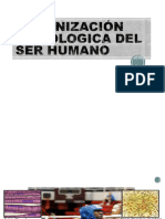 Organización Histologica