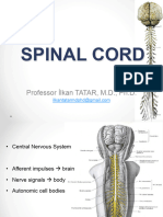 Spinal_Cord