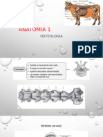 Anatomia 1 Clase 3 Osteologia