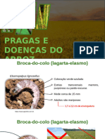 Grandes Culturas- Pragas e Doenças Do Arroz Completo