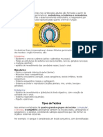 Todos Os Tecidos Presentes Nos Vertebra Dos Adultos São Formados A Partir de Três Tipos de Folhetos Germinativos