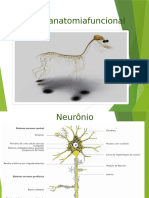 Neuroanatomia 2