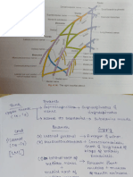 brachial plexus