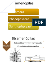 Stramenoplilas. Diatomeas Phaeo y Xanntho 2023