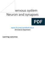 Lecture 2 Neuron and synap