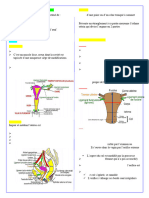 2-Appareil génital féminin N.M